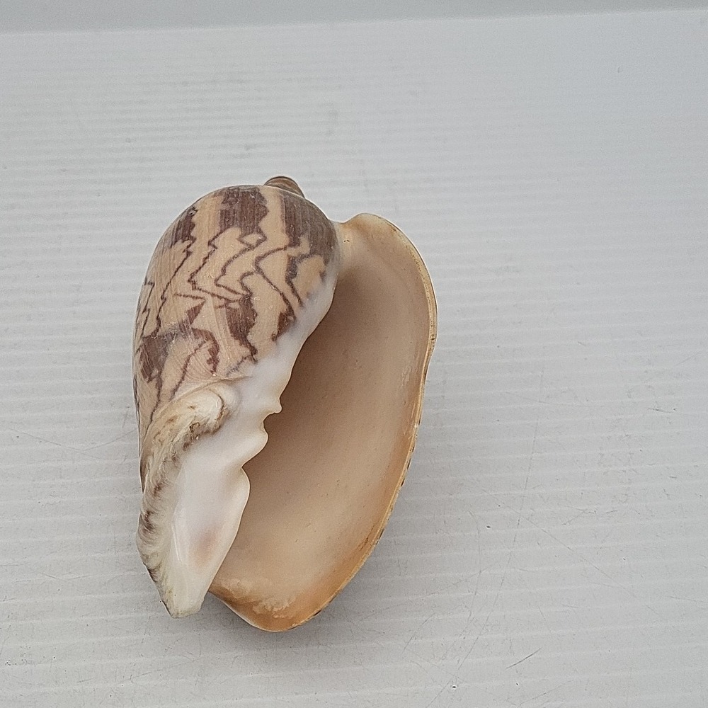 Voluta Nobilis Shell - Picture 5 of 5